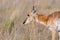 Pronghorn in the field of Antelope Island SP, Utah