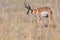 Pronghorn in the field of Antelope Island SP, Utah