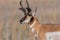 Pronghorn in the field of Antelope Island SP, Utah