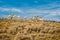 Pronghorn grazing in Yellowstone National Park.