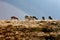 Pronghorn Herd