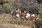 Pronghorn Herd   704950