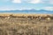 Pronghorn Herd against the Rocky Mountains