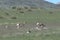 Pronghorn Herd Bedded