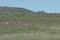 Pronghorn Herd on Prairie