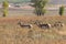 Pronghorn Herd in Rut