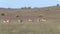 Pronghorn Herd in Rut
