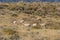 Pronghorn Herd in Rut