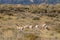 Pronghorn Herd Rutting