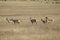 Pronghorn Herd Standing on the Prairie