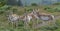 Pronghorn Herd Turns Toward Camera