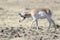 Pronghorn,male, grazing on prairie