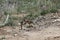 Pronghorn mom and baby