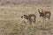 Pronghorn Pair   705309