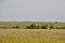 Pronghorn Pair on the a Remote Plain in the Dakotas