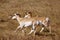 Pronghorn Pair Running