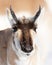 Pronghorn Portrait