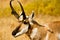 Pronghorn Portrait