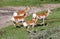 Pronghorn Quartet