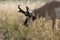 Pronghorn walking in grass