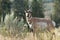 Pronghorn walking in grass