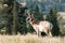 Pronghorn walking in grass