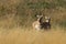 Pronghorn walking in grass, Wyoming, Yellowstone National Park,USA