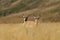 Pronghorn walking in grass, Wyoming, Yellowstone National Park,USA