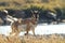 Pronghorn walking in grass, Wyoming, Yellowstone National Park,USA