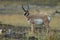 Pronghorn walking in grass, Wyoming, Yellowstone National Park,USA