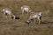 Pronghorn, Wyoming, Yellowstone National Park,USA