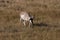 Pronghorn, Wyoming, Yellowstone National Park,USA