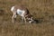 Pronghorn, Wyoming, Yellowstone National Park,USA