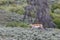 Pronghorn in Yellowstone