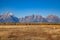 Pronghorns in the Tetons in Fall