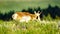 Pronghorns in Yellowstone National Park, Wyoming Montana. Northwest. Yellowstone is a summer wonderland