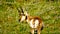 Pronghorns in Yellowstone National Park, Wyoming Montana. Northwest. Yellowstone is a summer wonderland