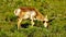 Pronghorns in Yellowstone National Park, Wyoming Montana. Northwest. Yellowstone is a summer wonderland