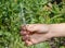 Propagating lavender from cuttings. A gardener is holding a lavender cutting, graft in hand to plant it in soil