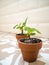 Propagating pancake plants in small terracotta pots