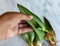 Propagating snake plant by a single leaf holding in hand with selective focus