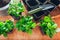 Propagation of bigleaf hydrangeas. Rooted cuttings ready for transplanting at home using soil, pots and shovel