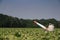 Propane cannon in a field with young crops