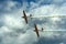 Propeller aircrafts during air show