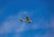 A propeller sports plane on approach to Nuremberg Airport in southern Germany