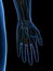 The Proper Palmar Digital Branches Median Nerve