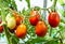 Proper pruning suckers on tomatoes in the greenhouse