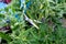 Proper pruning suckers on tomatoes in the greenhouse