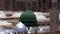 Prophet\'s Mosque green dome close up