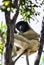 Propithecus verreaux, Verreaux`s sfaka, in the Isalo national park, Madagascar